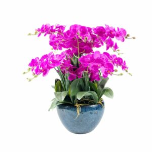 Luxury Giant Orchid Fuchsia