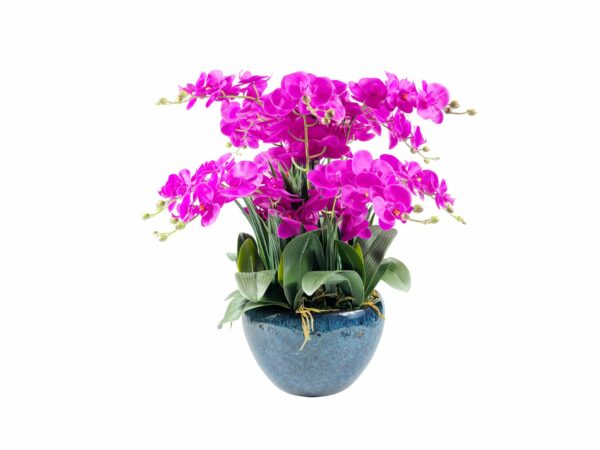 Luxury Giant Orchid Fuchsia