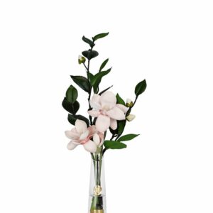 Summer Magnolia – Rose